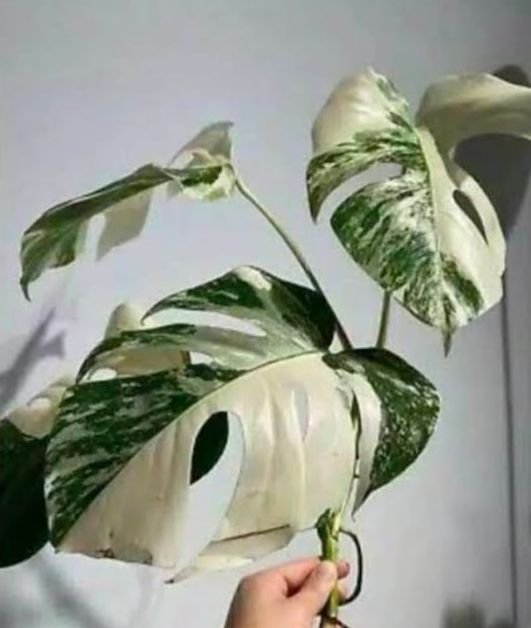 Monstera varigata albo